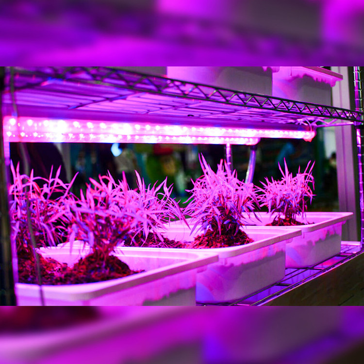 لامپ رشد گیاه 18 وات مدل فول اسپکتروم 220v طرح ریسه LED بسته 4 عددی